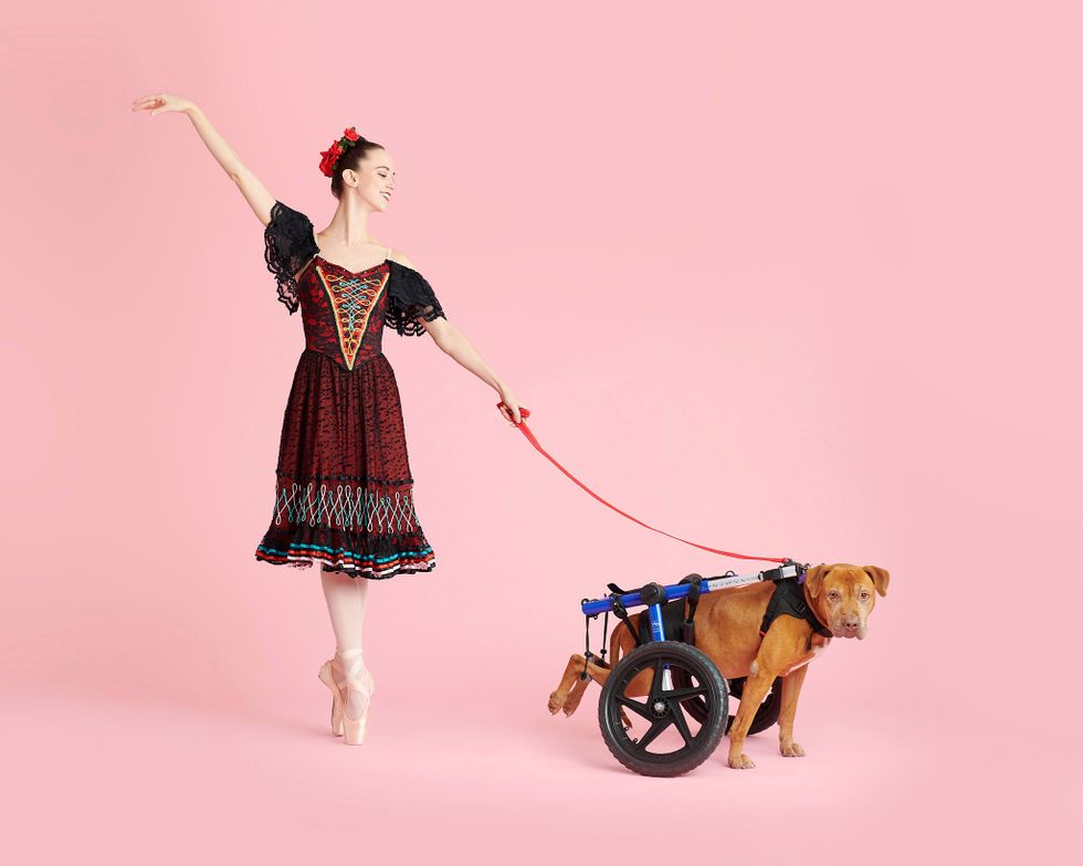 A ballerina in a red and black lace costume holds a leash attached to a dog in a wheelchair apparatus.